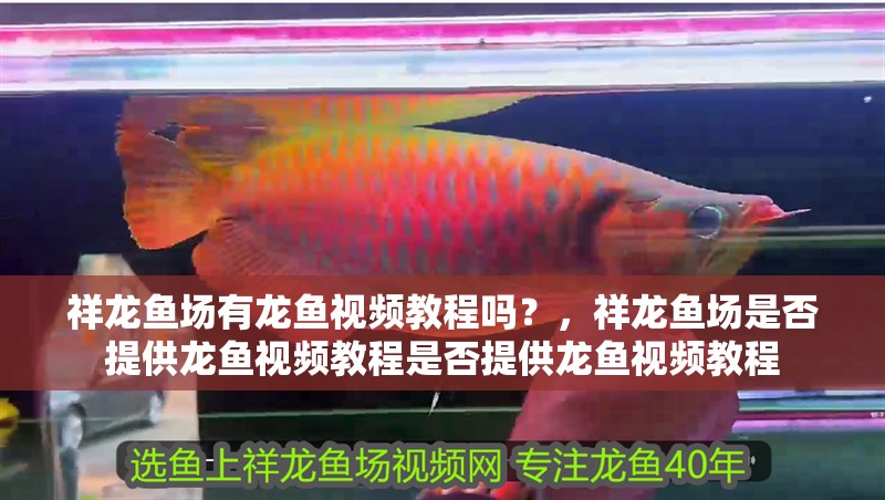 祥龍魚場有龍魚視頻教程嗎？，祥龍魚場是否提供龍魚視頻教程是否提供龍魚視頻教程