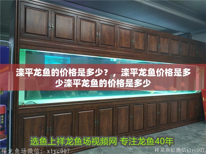 灤平龍魚的價格是多少？，灤平龍魚價格是多少灤平龍魚的價格是多少
