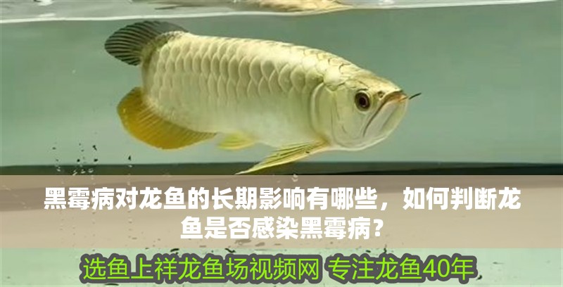黑霉病對(duì)龍魚(yú)的長(zhǎng)期影響有哪些，如何判斷龍魚(yú)是否感染黑霉病？