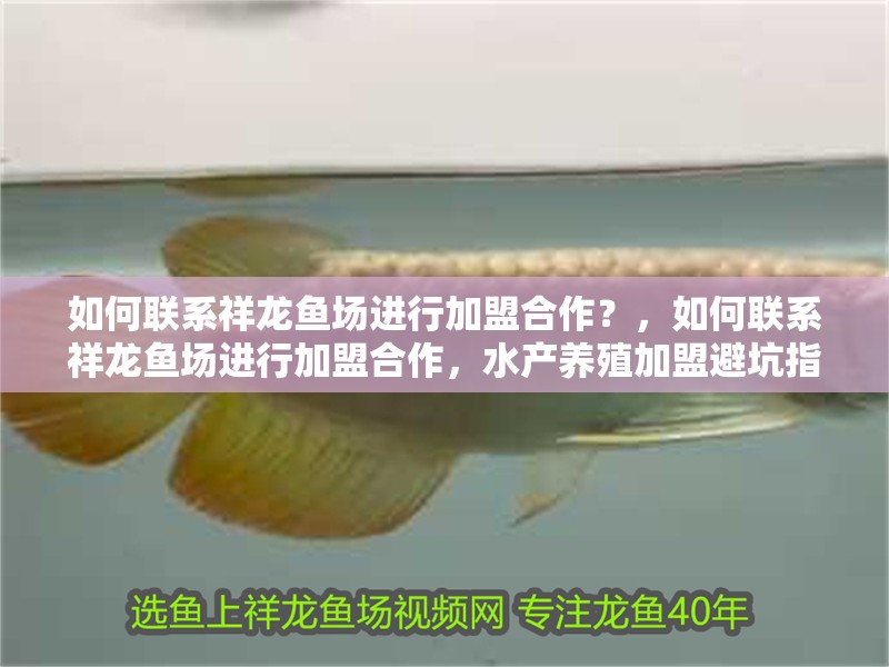 如何聯系祥龍魚場進行加盟合作？，如何聯系祥龍魚場進行加盟合作，水產養殖加盟避坑指南