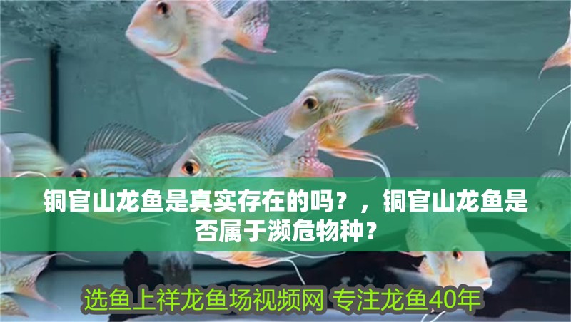 銅官山龍魚是真實(shí)存在的嗎？，銅官山龍魚是否屬于瀕危物種？