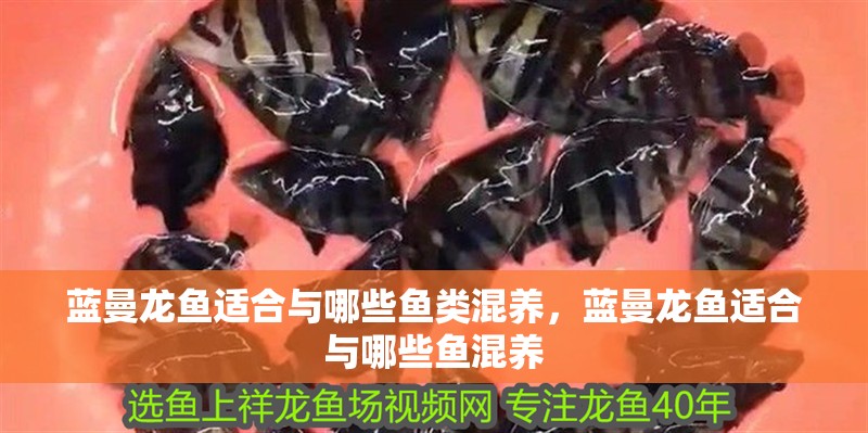 藍(lán)曼龍魚(yú)適合與哪些魚(yú)類(lèi)混養(yǎng)，藍(lán)曼龍魚(yú)適合與哪些魚(yú)混養(yǎng)