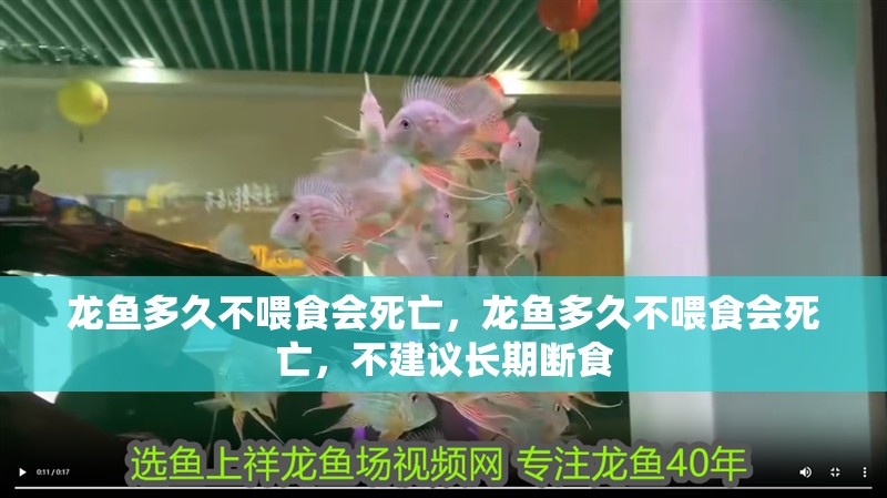 龍魚多久不喂食會死亡，龍魚多久不喂食會死亡，不建議長期斷食