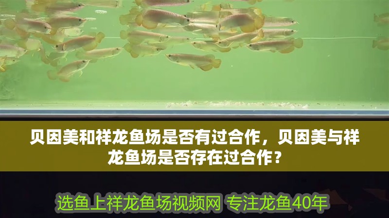 貝因美和祥龍魚場是否有過合作，貝因美與祥龍魚場是否存在過合作？
