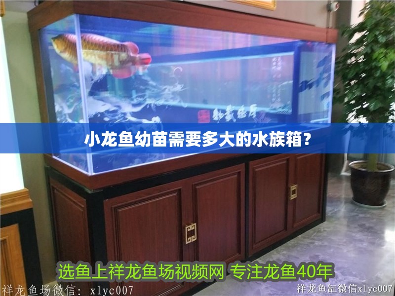 小龍魚幼苗需要多大的水族箱？
