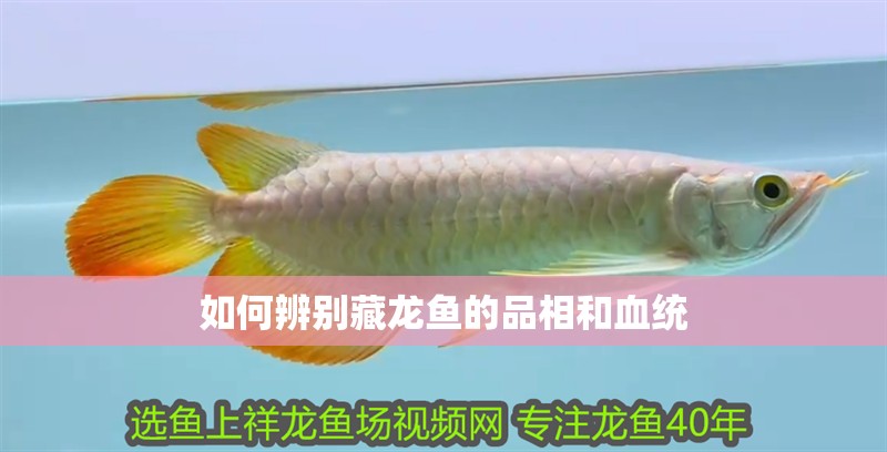 如何辨別藏龍魚的品相和血統