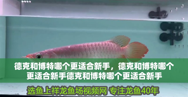 德克和博特哪個更適合新手，德克和博特哪個更適合新手德克和博特哪個更適合新手