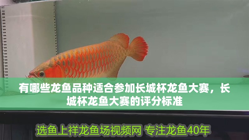 有哪些龍魚品種適合參加長城杯龍魚大賽，長城杯龍魚大賽的評分標準