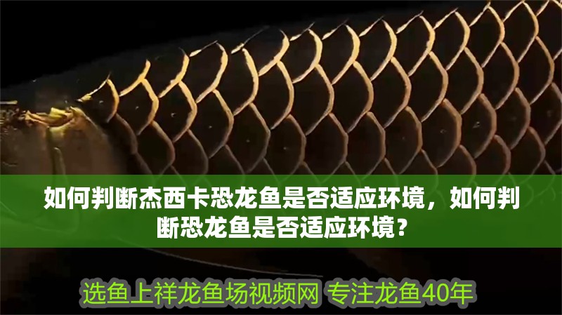 如何判斷杰西卡恐龍魚是否適應環境，如何判斷恐龍魚是否適應環境？
