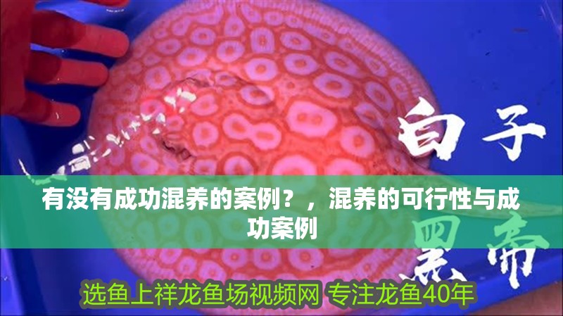 有沒有成功混養的案例？，混養的可行性與成功案例