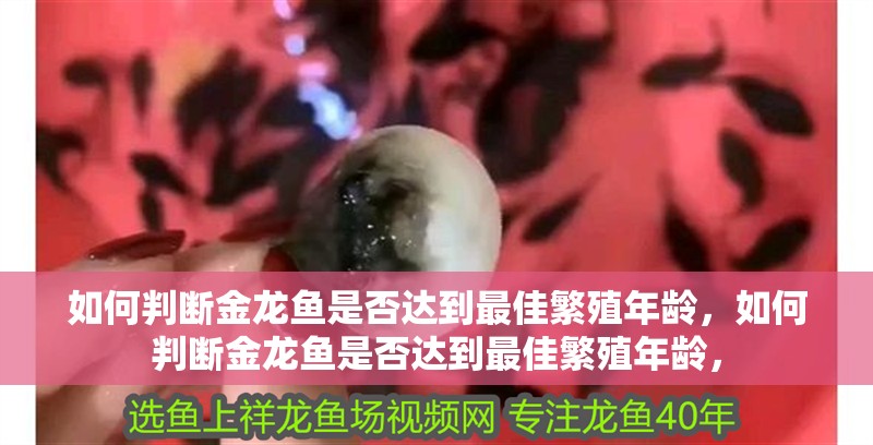 如何判斷金龍魚是否達到最佳繁殖年齡，如何判斷金龍魚是否達到最佳繁殖年齡，