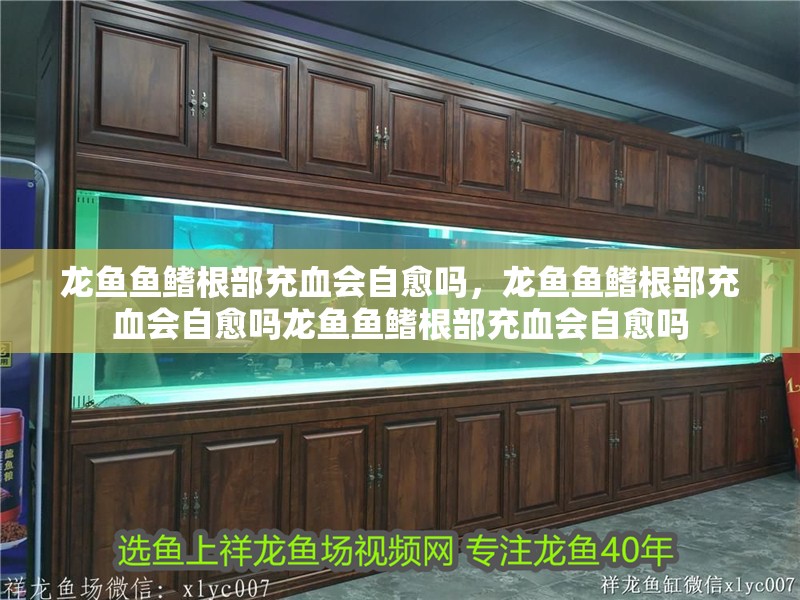 龍魚(yú)魚(yú)鰭根部充血會(huì)自愈嗎，龍魚(yú)魚(yú)鰭根部充血會(huì)自愈嗎龍魚(yú)魚(yú)鰭根部充血會(huì)自愈嗎