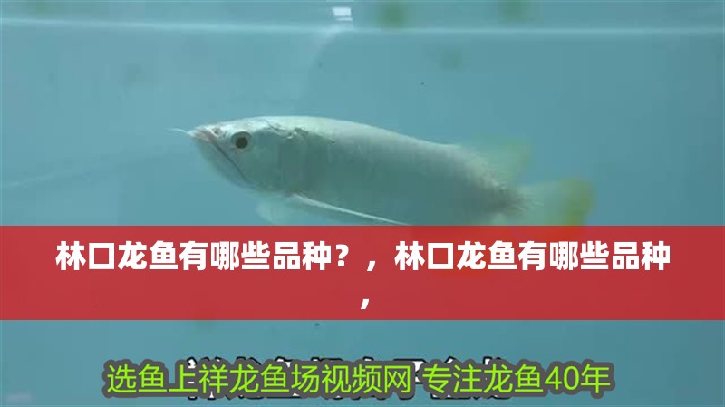 林口龍魚有哪些品種？，林口龍魚有哪些品種，