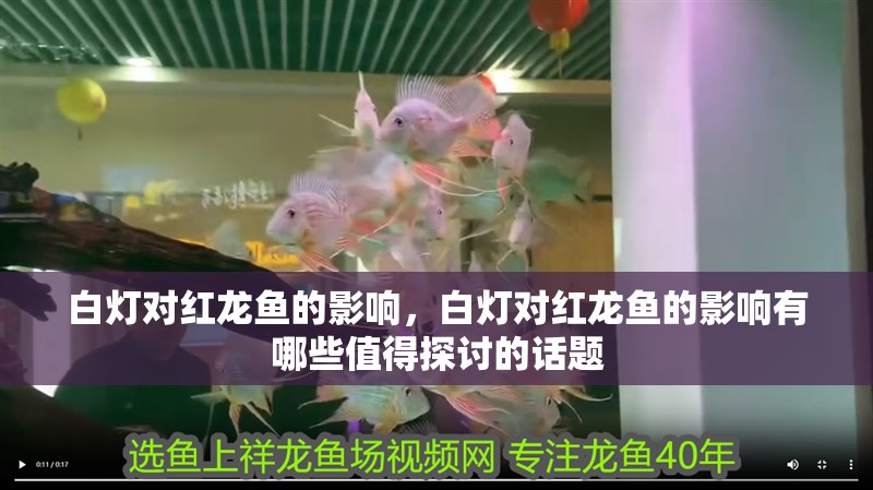 白燈對紅龍魚的影響，白燈對紅龍魚的影響有哪些值得探討的話題
