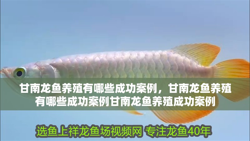 甘南龍魚養殖有哪些成功案例，甘南龍魚養殖有哪些成功案例甘南龍魚養殖成功案例