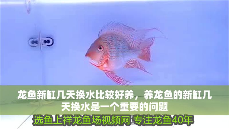 龍魚新缸幾天換水比較好養(yǎng)，養(yǎng)龍魚的新缸幾天換水是一個重要的問題