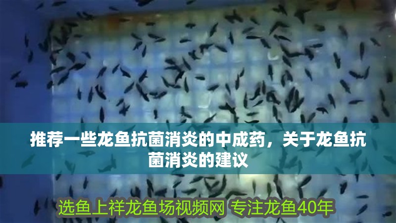 推薦一些龍魚抗菌消炎的中成藥，關于龍魚抗菌消炎的建議
