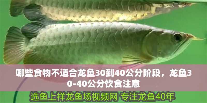 哪些食物不適合龍魚30到40公分階段，龍魚30-40公分飲食注意