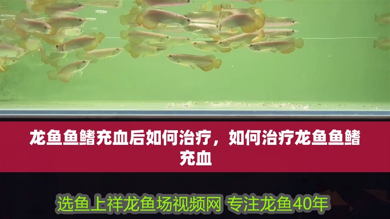 龍魚魚鰭充血后如何治療，如何治療龍魚魚鰭充血