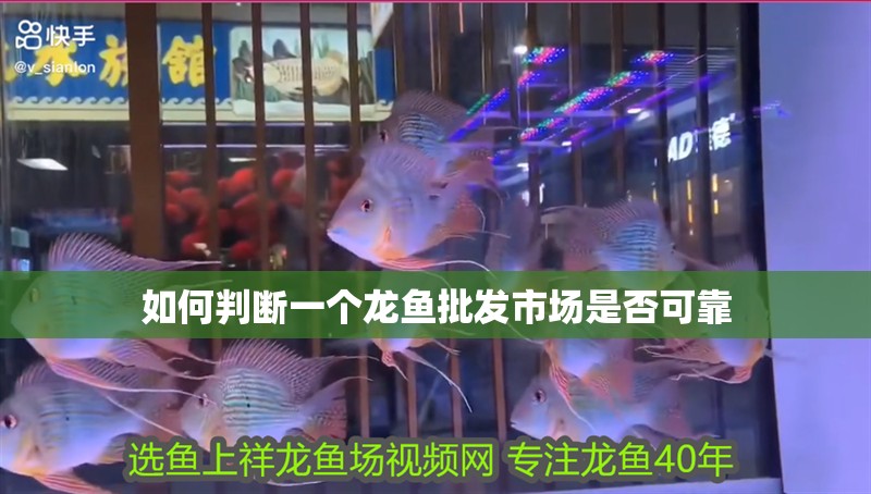 如何判斷一個(gè)龍魚批發(fā)市場(chǎng)是否可靠