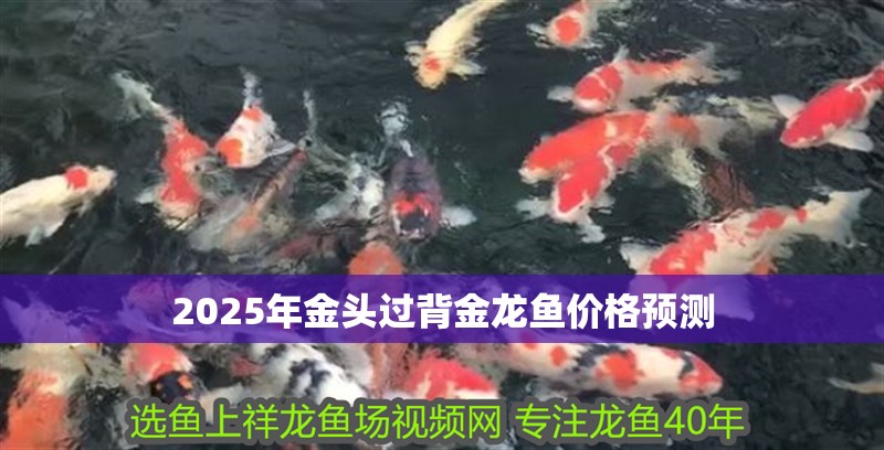 2025年金頭過背金龍魚價格預測