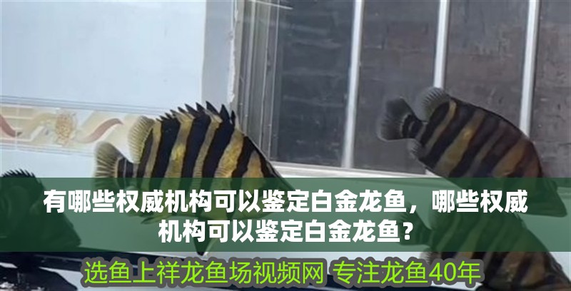 有哪些權威機構可以鑒定白金龍魚，哪些權威機構可以鑒定白金龍魚？