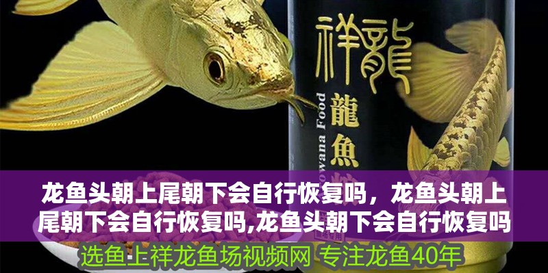 龍魚頭朝上尾朝下會自行恢復(fù)嗎，龍魚頭朝上尾朝下會自行恢復(fù)嗎,龍魚頭朝下會自行恢復(fù)嗎