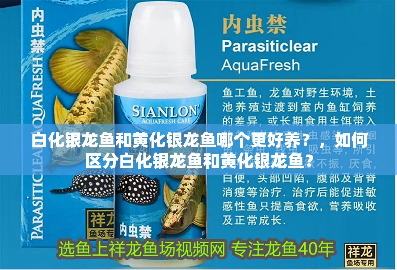 白化銀龍魚和黃化銀龍魚哪個更好養(yǎng)？，如何區(qū)分白化銀龍魚和黃化銀龍魚？