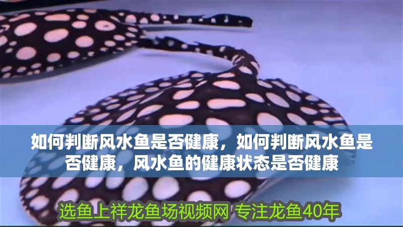 如何判斷風水魚是否健康，如何判斷風水魚是否健康，風水魚的健康狀態是否健康