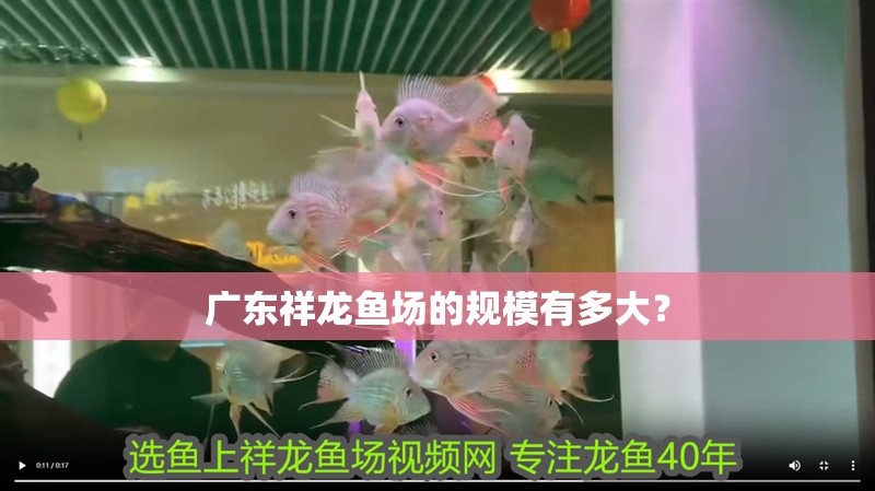 廣東祥龍魚場的規(guī)模有多大？