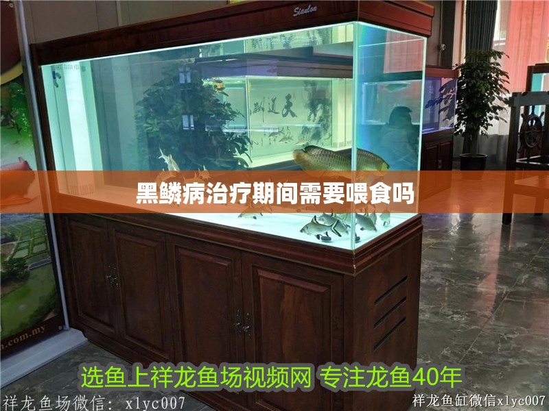 黑鱗病治療期間需要喂食嗎