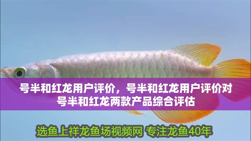 號(hào)半和紅龍用戶評(píng)價(jià)，號(hào)半和紅龍用戶評(píng)價(jià)對(duì)號(hào)半和紅龍兩款產(chǎn)品綜合評(píng)估