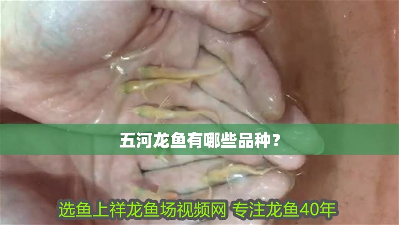 五河龍魚有哪些品種？