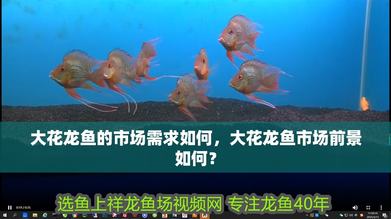 大花龍魚的市場需求如何，大花龍魚市場前景如何？