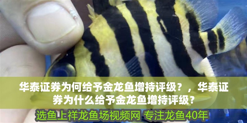 華泰證券為何給予金龍魚增持評級？，華泰證券為什么給予金龍魚增持評級？