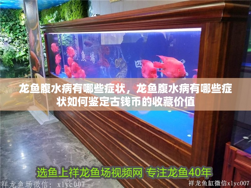 龍魚腹水病有哪些癥狀，龍魚腹水病有哪些癥狀如何鑒定古錢幣的收藏價值
