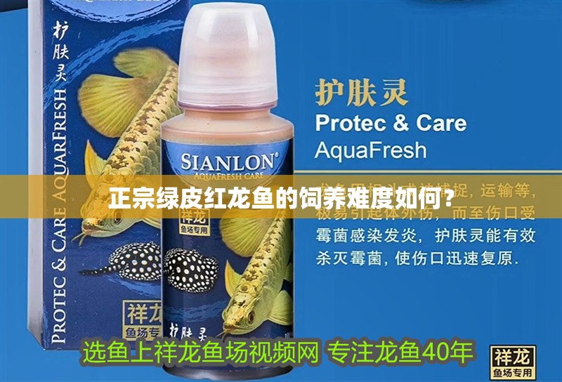 正宗綠皮紅龍魚的飼養難度如何？