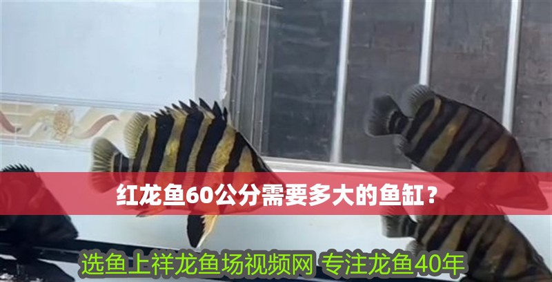 紅龍魚60公分需要多大的魚缸？