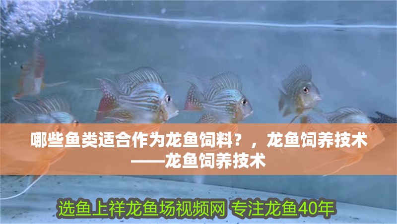 哪些魚類適合作為龍魚飼料？，龍魚飼養(yǎng)技術(shù)——龍魚飼養(yǎng)技術(shù)