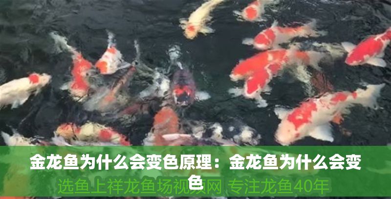 金龍魚為什么會變色原理：金龍魚為什么會變色