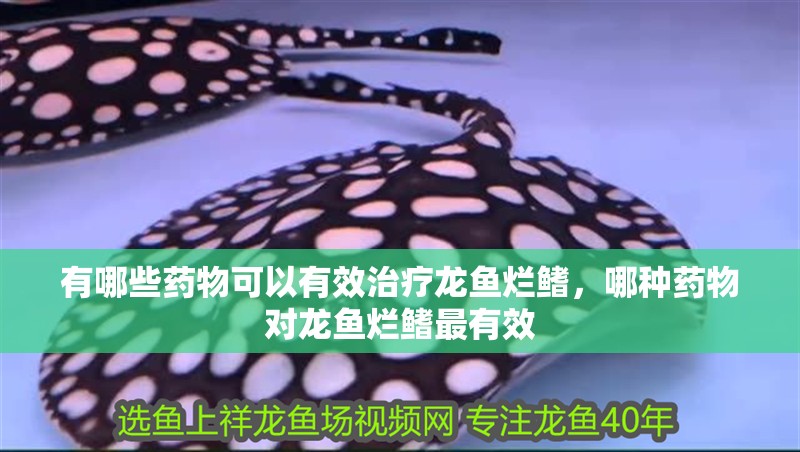 有哪些藥物可以有效治療龍魚爛鰭，哪種藥物對龍魚爛鰭最有效