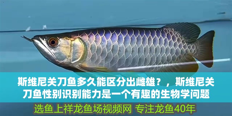 斯維尼關刀魚多久能區分出雌雄？，斯維尼關刀魚性別識別能力是一個有趣的生物學問題