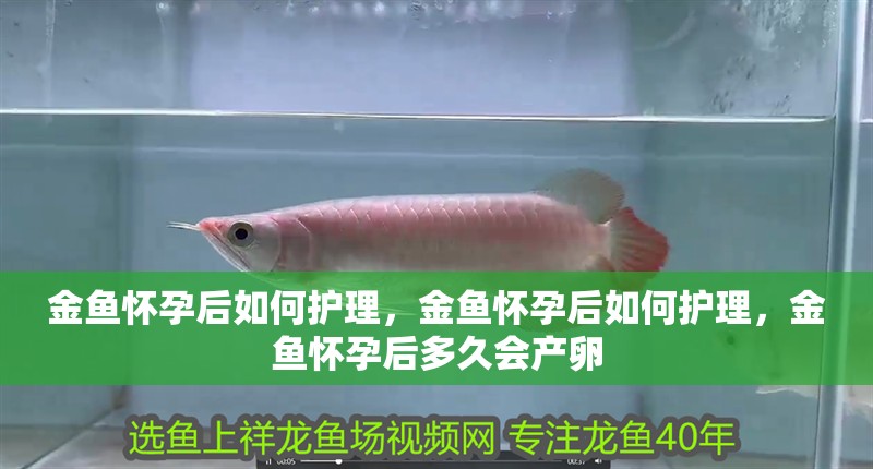 金魚懷孕后如何護理，金魚懷孕后如何護理，金魚懷孕后多久會產卵