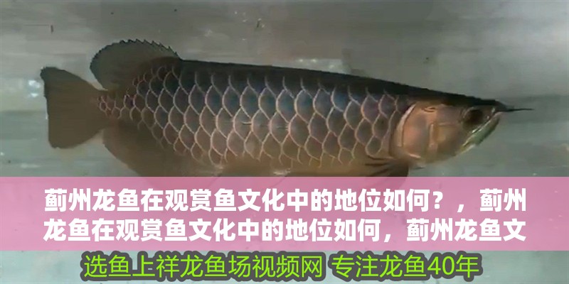 薊州龍魚在觀賞魚文化中的地位如何？，薊州龍魚在觀賞魚文化中的地位如何，薊州龍魚文化中的地位如何