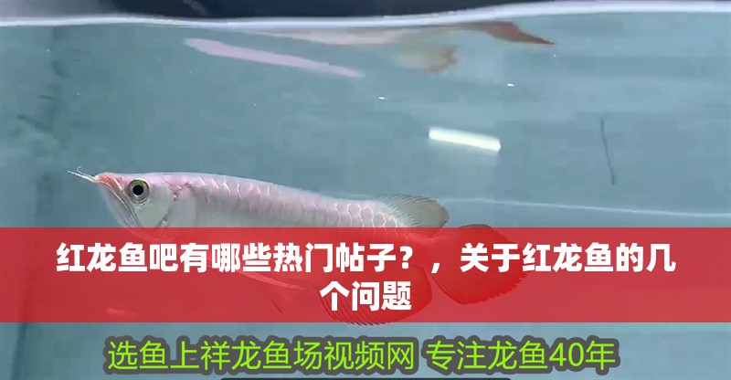 紅龍魚吧有哪些熱門帖子？，關(guān)于紅龍魚的幾個問題