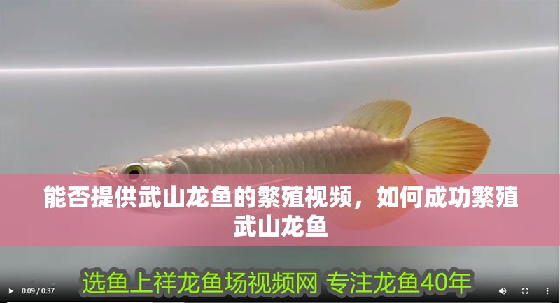 能否提供武山龍魚的繁殖視頻，如何成功繁殖武山龍魚