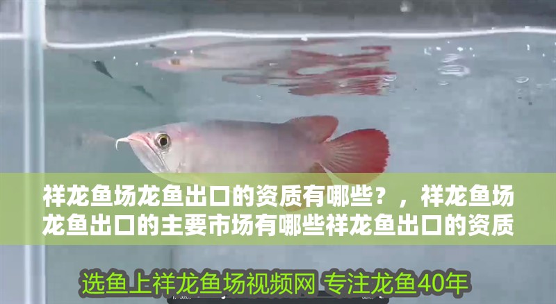 祥龍魚場龍魚出口的資質(zhì)有哪些？，祥龍魚場龍魚出口的主要市場有哪些祥龍魚出口的資質(zhì)