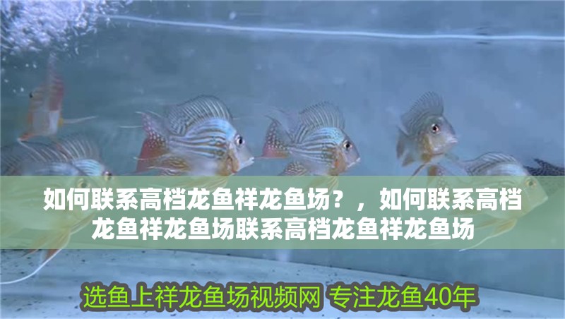 如何聯系高檔龍魚祥龍魚場？，如何聯系高檔龍魚祥龍魚場聯系高檔龍魚祥龍魚場