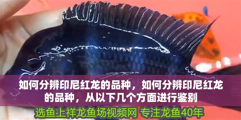 如何分辨印尼紅龍的品種，如何分辨印尼紅龍的品種，從以下幾個(gè)方面進(jìn)行鑒別