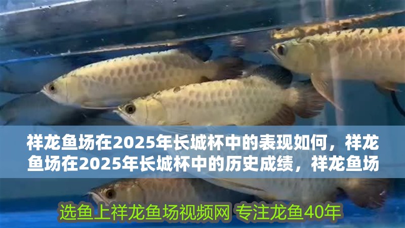 祥龍魚場在2025年長城杯中的表現(xiàn)如何，祥龍魚場在2025年長城杯中的歷史成績，祥龍魚場的主要參賽品種有哪些？
